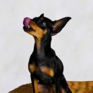 Prague Ratter (Ratler praski)