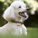 Пудель миниатюрный