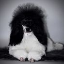 Pudel wielobarwny miniaturowy (czarno-biały)