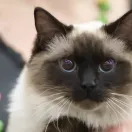 Ragdoll
