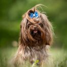 Русская цветная болонка