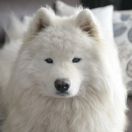 Samoyed (Samojed)