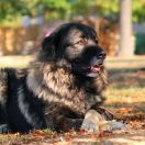 Sarplaninac (Pies pasterski z Szar Płaniny)