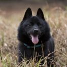 Schipperke