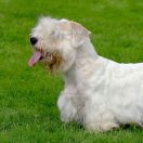 Sealyham Terrier