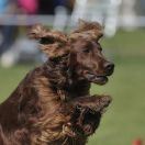 Irischer Roter Setter