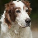 Seter irlandzki czerwono - biały