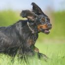 Seter szkocki (Gordon)