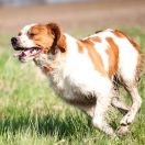 Spaniel bretoński (Epagneul Breton)