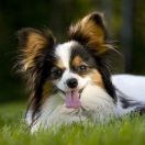 Kontinentaler Zwergspaniel – Papillon