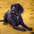 Пикардийский спаниель