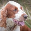 Springer spaniel walijski