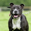 Стаффордширский бультерьер