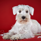 Sznaucer miniaturowy biały