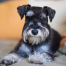 Schnauzer Miniatura negro y plata