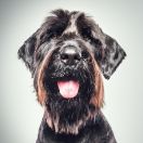 Sznaucer olbrzym czarny