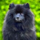 Szpic duży kolorowy (Szpic niemiecki)