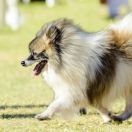 Kleinspitz Neufarben (Orange, Graugewolkt, Andersfarbig) (Deutscher Spitz)