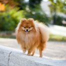 Spitz Enano (Spitz Alemán)