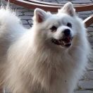 Szpic średni (Szpic niemiecki)