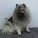 Szpic wilczy (Keeshond) (Szpic niemiecki)