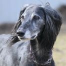 Tazy (Chart środkowoazjatycki)