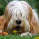 Тибетский терьер