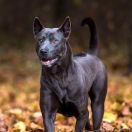 Thai ridgeback dog