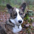 Welsh Corgi (Cardigan)