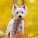 West highland white terrier (Westie)
