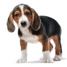 Вестфальський таксоподібний гончак