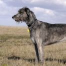 Ирландский волкодав