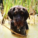 Wyżeł czeski szorstkowłosy (Fousek)