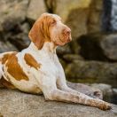 Wyżeł włoski krótkowłosy