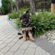 ARIA z Wiślanej FCI