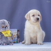 Hollabwood's Dallas
