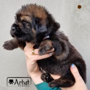 JOHNNIE WALKER Arhat 