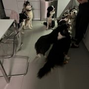 Ursulla Star of Elune aka Sydney