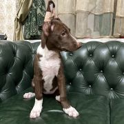 Anxunamon Moonflower Dogs