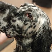 НУАР БИЛГО ЛИЛУ