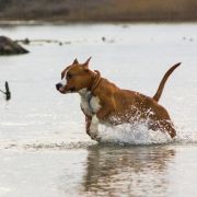 Асти Дог Хаус Юкон Такара.