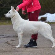 Elver Knight Jaconda Wolfegaunrek