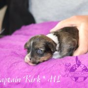 Captain Kirk in Terra Civis 