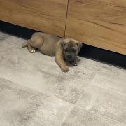 Hades „Heart Hunters „ Night Defenders 