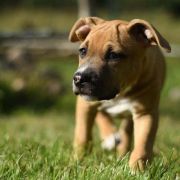 ZADYMKA Little Love Machine