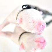 MONTEZUMA Zealous Heart 