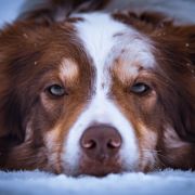 TRAWKA z Uroczyska (FCI)