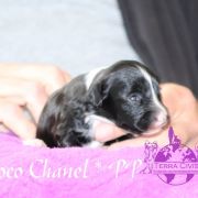 Coco Chanel in Terra Civis 