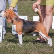 Absolutely Spotless HARLEY 2