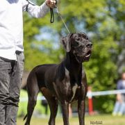 Sashimi Planeta Doga FCI 